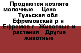 Продаются козлята молочные. › Цена ­ 1 000 - Тульская обл., Ефремовский р-н, Ефремов г. Животные и растения » Другие животные   . Тульская обл.